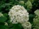 Hydrangea a 'Limetta' #2