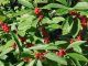 Ilex v. 'Winter Red' #5
