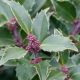 Ilex x m Blue Prince #3