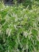 Itea v 'Henry's Garnet' #3