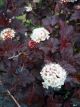 Physocarpus 'Diablo' #5