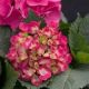 Hydrangea 'Tiny Tuff Stuff' #3