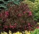 Weigela 'Shining Sensation' #3