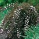 Physocarpus 'Petite Plum' #2