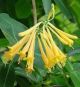 Lonicera 'Scentsation' #2