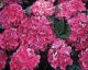 Hydrangea p 'Bobo' #2