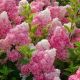 Hydrangea p. 'Van Strawber' #3