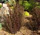 Physocarpus 'Little Devil' #3