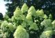 Hydrangea 'Limelight' #5