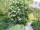 Heptacodium miconioides #15