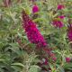 Buddleia 'Miss Molly' #3