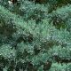 Juniperus v 'Grey Owl' #2