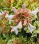 Abelia x g 'Kaleidoscope' #3