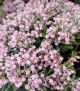 Andromeda polifolia 'Blue Ice'