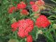 Achillea 'Coronation Gold'
