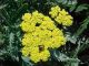 Achillea x 'Little Moonshine'