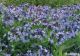 Amsonia t 'Blue Ice'