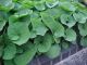 Asarum canadense