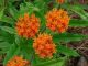 Asclepias tuberosa