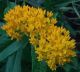Asclepias tuberosa  'Hello Yel