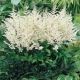 Astilbe a. 'Snowdrift'