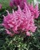 Astilbe c Visions in Pink #2