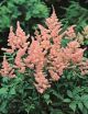 Astilbe j. 'Peach Blossom' #2
