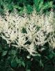 Astilbe j 'Deutschland' #2