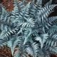 Athyrium 'Ghost'