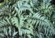 Athyrium n 'Regal Red'