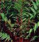 Athyrium filia-fem Lady In Red