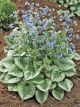 Brunnera m 'Emerald Mist'