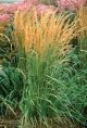 Calamagrostis 'Karl Foerster'