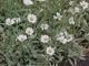 Cerastium t 'Yo Yo'