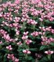 Chelone lyonii 'Hot Lips'