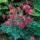 Dicentra eximia