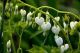Dicentra s 'Alba'