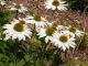 Echinacea 'Cheyenne Spirit'