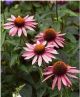 Echinacea p 'Magnus'