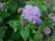 Eupatorium Coelestinum