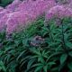 Eupatorium m Gateway