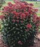 Eupatorium p 'Little Joe' #2
