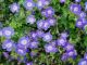 Geranium x Rozanne