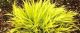Hakonechloa m 'All Gold'