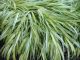 Hakonechloa m 'Aureola'