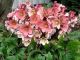 Helleborus Pink Frost