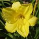 Hemerocallis 'Happy Returns