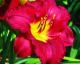 Hemerocallis 'Pardon Me'