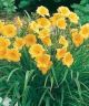 Hemerocallis 'Stella deOro'