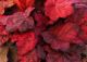 Heuchera v 'Berry Smoothie'